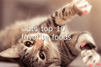 Cats’ top 10 favorite foods