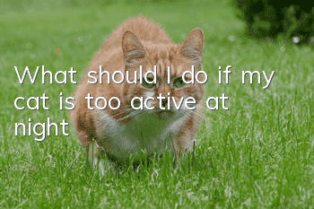 What should I do if my cat is too active at night?