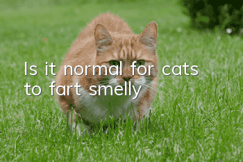 Is it normal for cats to fart smelly?