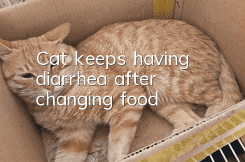 Cat keeps having diarrhea after changing food