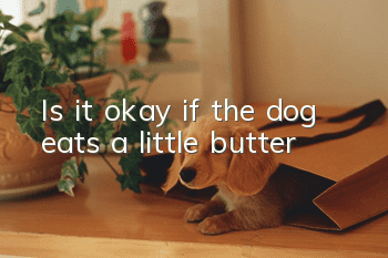 Is it okay if the dog eats a little butter?