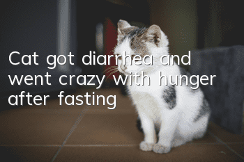 Cat got diarrhea and went crazy with hunger after fasting