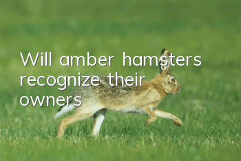 Will amber hamsters recognize their owners?