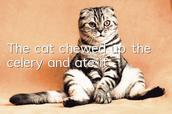 The cat chewed up the celery and ate it
