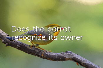 Does the parrot recognize its owner?