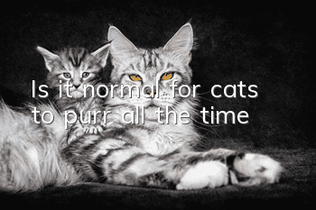 Is it normal for cats to purr all the time?