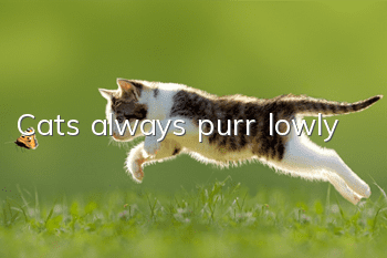 Cats always purr lowly