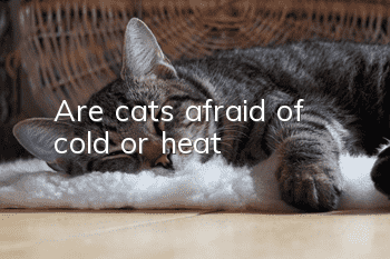 Are cats afraid of cold or heat?