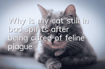 Why is my cat still in bad spirits after being cured of feline plague?