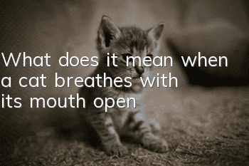 What does it mean when a cat breathes with its mouth open?