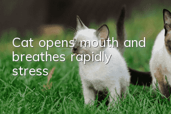 Cat opens mouth and breathes rapidly, stress