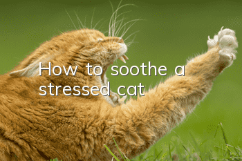 How to soothe a stressed cat