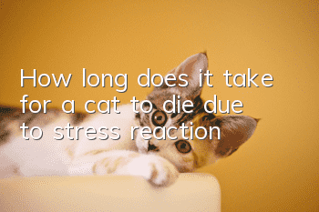 How long does it take for a cat to die due to stress reaction?
