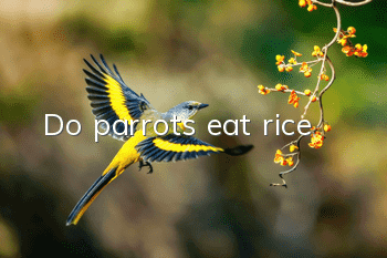 Do parrots eat rice?