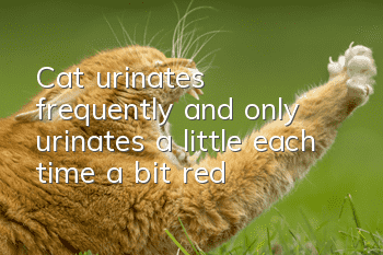 Cat urinates frequently and only urinates a little each time, a bit red