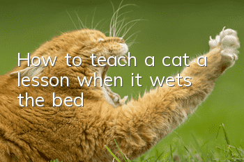 How to teach a cat a lesson when it wets the bed