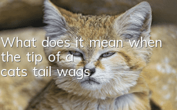 What does it mean when the tip of a cat's tail wags?