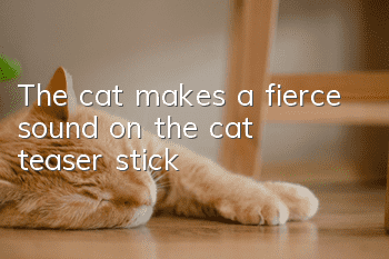 The cat makes a fierce sound on the cat teaser stick
