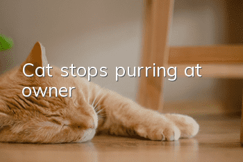 Cat stops purring at owner