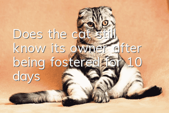 Does the cat still know its owner after being fostered for 10 days?