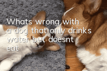 What's wrong with a dog that only drinks water but doesn't eat?