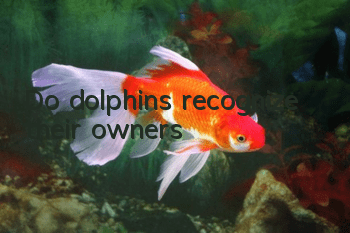 Do dolphins recognize their owners?