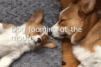 Dog foaming at the mouth