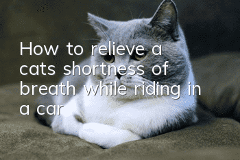 How to relieve a cat’s shortness of breath while riding in a car