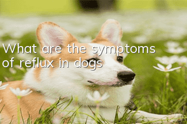 What are the symptoms of reflux in dogs?