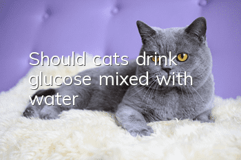 Should cats drink glucose mixed with water?