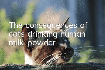 The consequences of cats drinking human milk powder