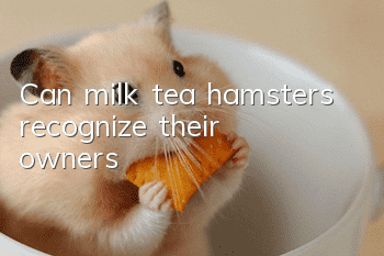 Can milk tea hamsters recognize their owners?
