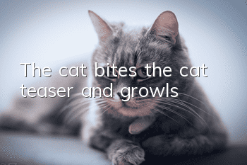 The cat bites the cat teaser and growls