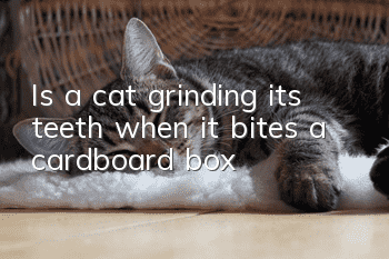 Is a cat grinding its teeth when it bites a cardboard box?