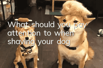 What should you pay attention to when shaving your dog?