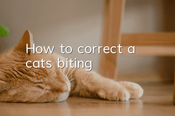 How to correct a cat’s biting