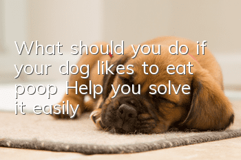 What should you do if your dog likes to eat poop? Help you solve it easily!