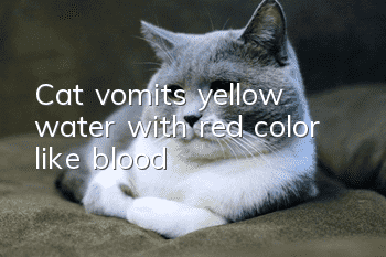 Cat vomits yellow water with red color like blood