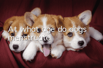 At what age do dogs menstruate?