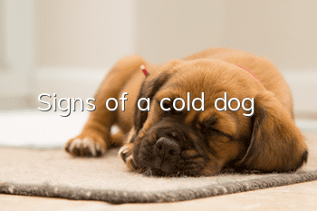 Signs of a cold dog