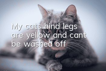 My cat’s hind legs are yellow and can’t be washed off