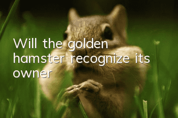 Will the golden hamster recognize its owner?