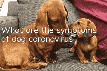 What are the symptoms of dog coronavirus?