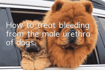 How to treat bleeding from the male urethra of dogs