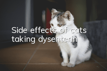 Side effects of cats taking dysenterin