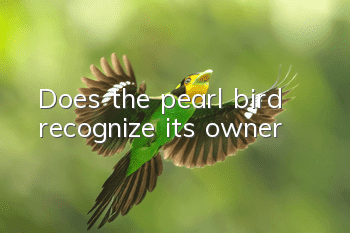 Does the pearl bird recognize its owner?