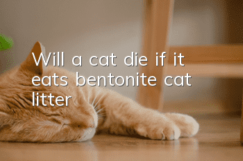 Will a cat die if it eats bentonite cat litter?