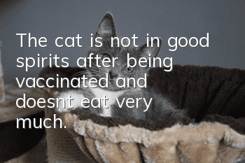 The cat is not in good spirits after being vaccinated and doesn’t eat very much.