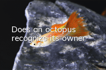 Does an octopus recognize its owner?