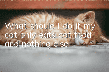 What should I do if my cat only eats cat food and nothing else?